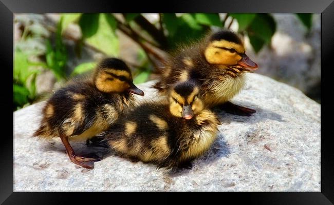  Mallard Ducklings drying off in the sun Framed Print by Elaine Manley