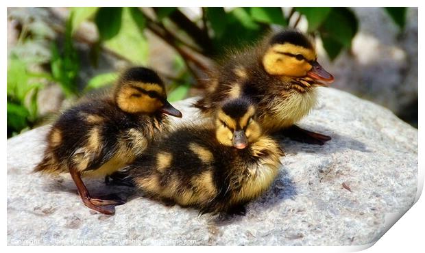  Mallard Ducklings drying off in the sun Print by Elaine Manley