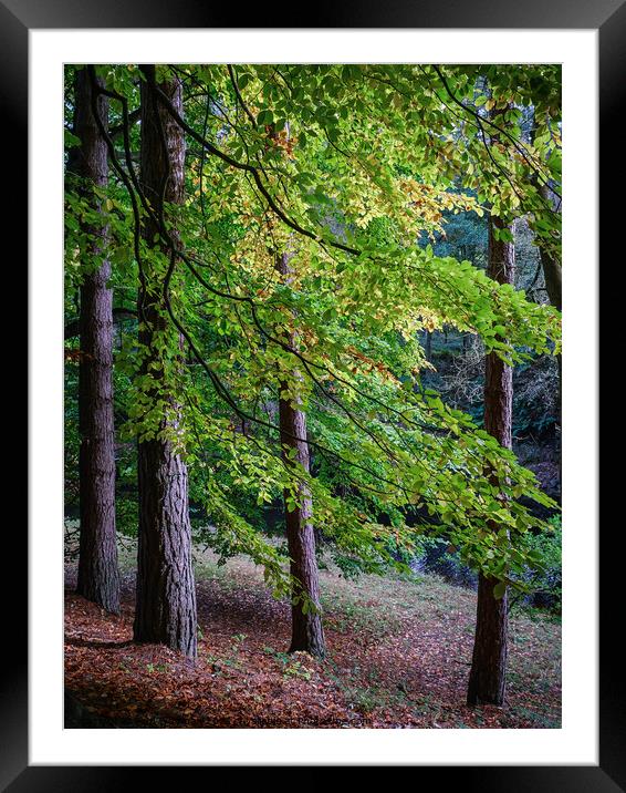 Early autumn Framed Mounted Print by Paul Whyman