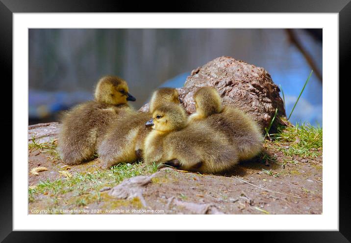 New kids on the block Framed Mounted Print by Elaine Manley