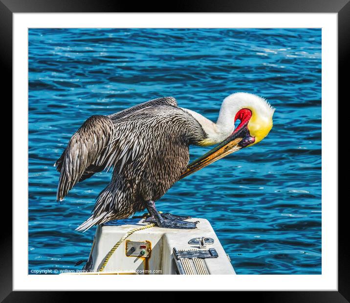 Brown Pelican Marina Boats Cabo San Lucas Mexico Framed Mounted Print by William Perry