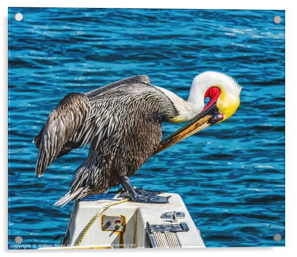 Brown Pelican Marina Boats Cabo San Lucas Mexico Acrylic by William Perry