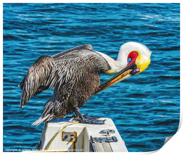Brown Pelican Marina Boats Cabo San Lucas Mexico Print by William Perry
