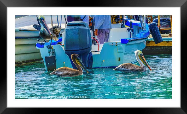 Brown Pelicans Marina Boats Cabo San Lucas Mexico Framed Mounted Print by William Perry