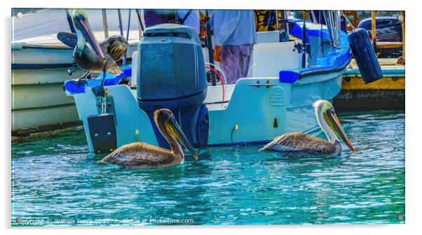Brown Pelicans Marina Boats Cabo San Lucas Mexico Acrylic by William Perry