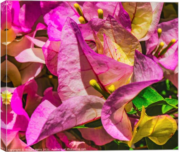 Pink Bougainvillea Cabo San Lucas Mexico Canvas Print by William Perry
