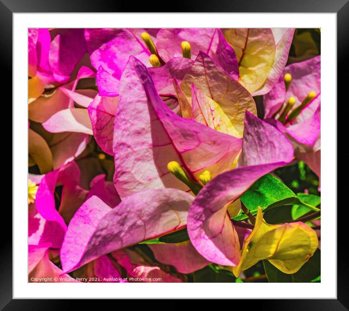 Pink Bougainvillea Cabo San Lucas Mexico Framed Mounted Print by William Perry
