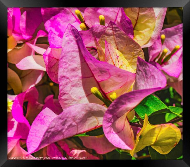 Pink Bougainvillea Cabo San Lucas Mexico Framed Print by William Perry