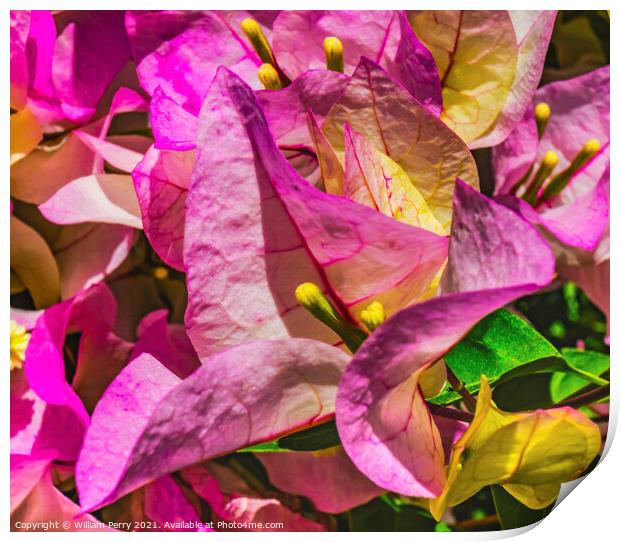 Pink Bougainvillea Cabo San Lucas Mexico Print by William Perry