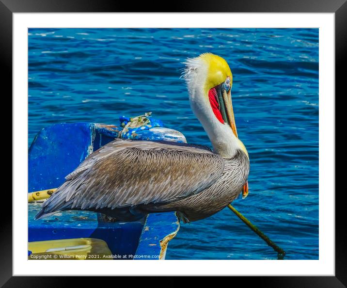 Brown Pelican Marina Boat Cabo San Lucas Mexico Framed Mounted Print by William Perry