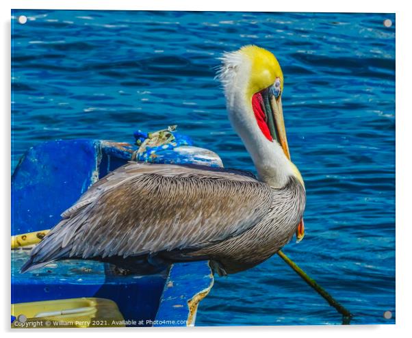 Brown Pelican Marina Boat Cabo San Lucas Mexico Acrylic by William Perry