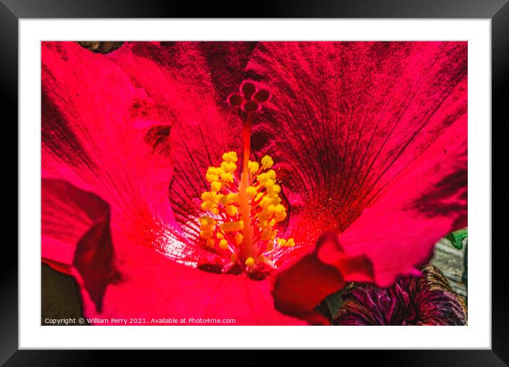 Red Painted Lady Tropical Hibiscus Flower Los Cabos Mexico Framed Mounted Print by William Perry