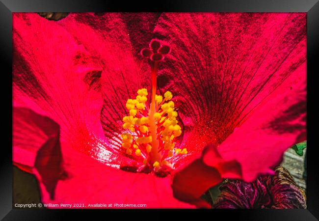 Red Painted Lady Tropical Hibiscus Flower Los Cabos Mexico Framed Print by William Perry