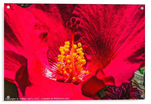 Red Painted Lady Tropical Hibiscus Flower Los Cabos Mexico Acrylic by William Perry