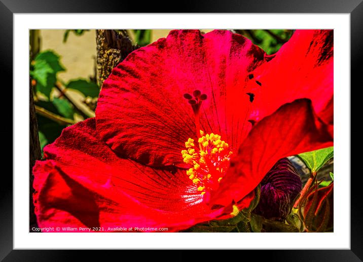 Red Painted Lady Tropical Hibiscus Flower Los Cabos Mexico Framed Mounted Print by William Perry