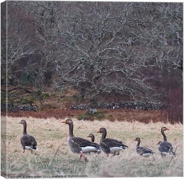 A beautiful countryside image of woodland and wild geese Canvas Print by mary spiteri