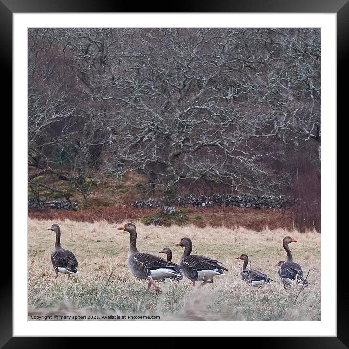 A beautiful countryside image of woodland and wild geese Framed Mounted Print by mary spiteri