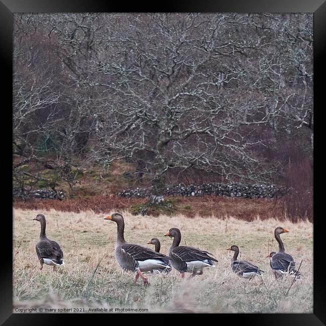 A beautiful countryside image of woodland and wild geese Framed Print by mary spiteri