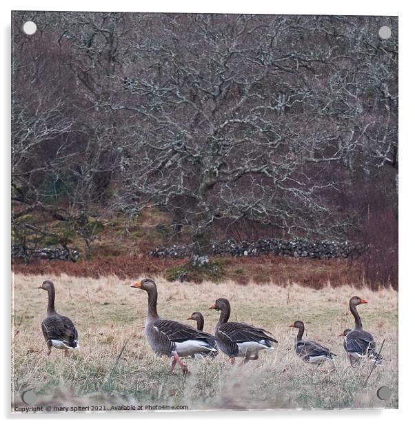 A beautiful countryside image of woodland and wild geese Acrylic by mary spiteri