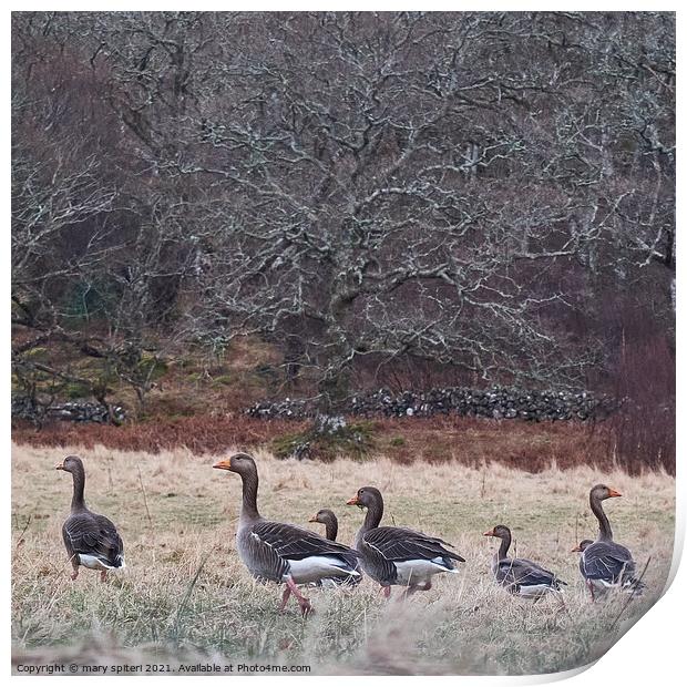 A beautiful countryside image of woodland and wild geese Print by mary spiteri