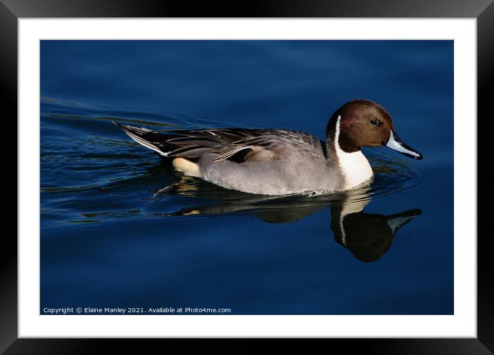 Northern Pintail duck Framed Mounted Print by Elaine Manley