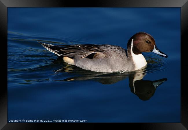 Northern Pintail duck Framed Print by Elaine Manley