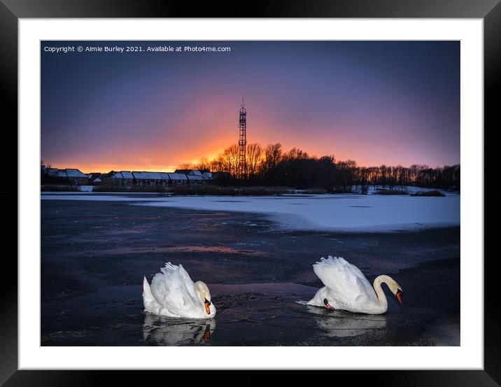 Swans on ice Framed Mounted Print by Aimie Burley