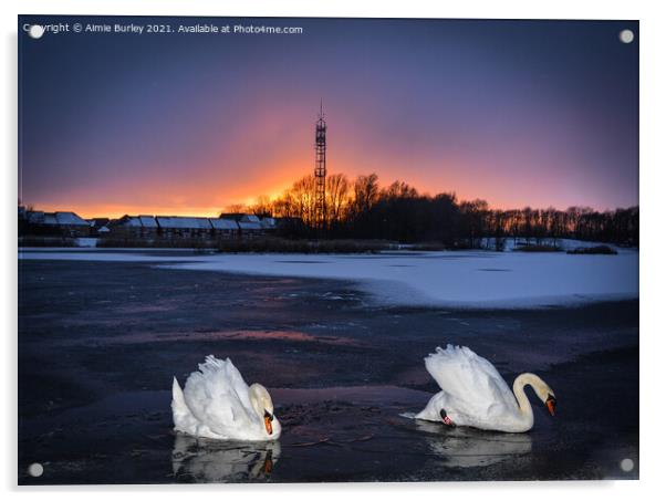 Swans on ice Acrylic by Aimie Burley