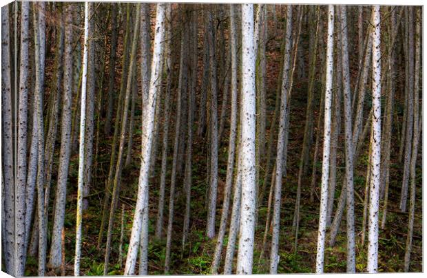 Forest of Birch trees Canvas Print by Leighton Collins