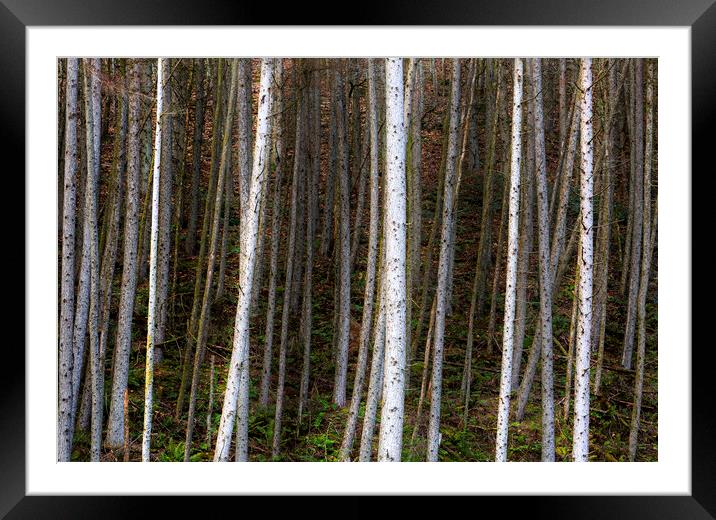 Forest of Birch trees Framed Mounted Print by Leighton Collins