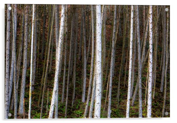 Forest of Birch trees Acrylic by Leighton Collins