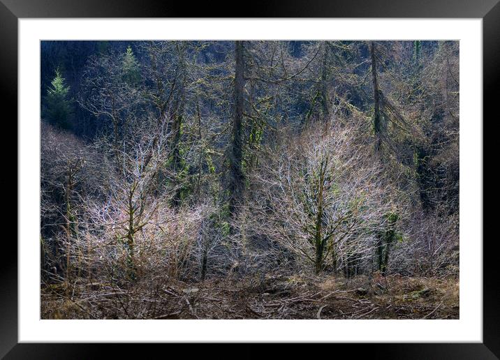 Bare trees in a Winter forest Framed Mounted Print by Leighton Collins
