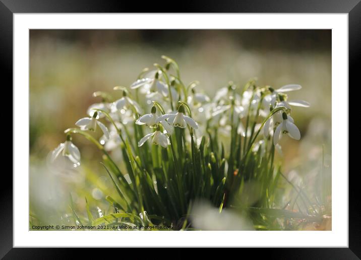 Snowdrop collection Framed Mounted Print by Simon Johnson