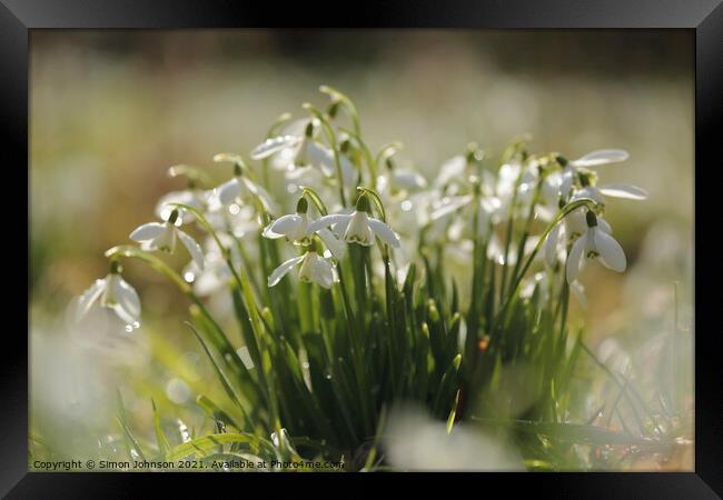 Snowdrop collection Framed Print by Simon Johnson