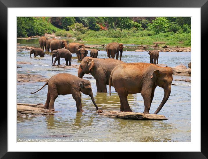 Herd of Elephants Framed Mounted Print by Simon Marlow