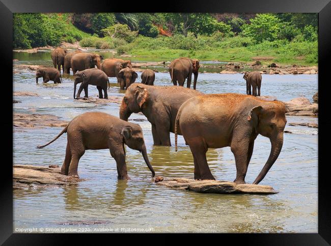 Herd of Elephants Framed Print by Simon Marlow