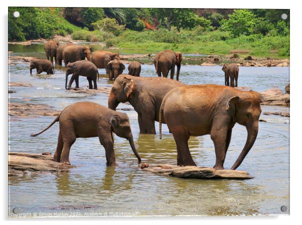 Herd of Elephants Acrylic by Simon Marlow