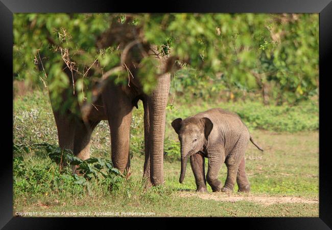 Sri Lanka Elephants Framed Print by Simon Marlow