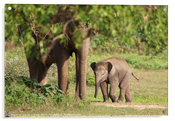 Sri Lanka Elephants Acrylic by Simon Marlow