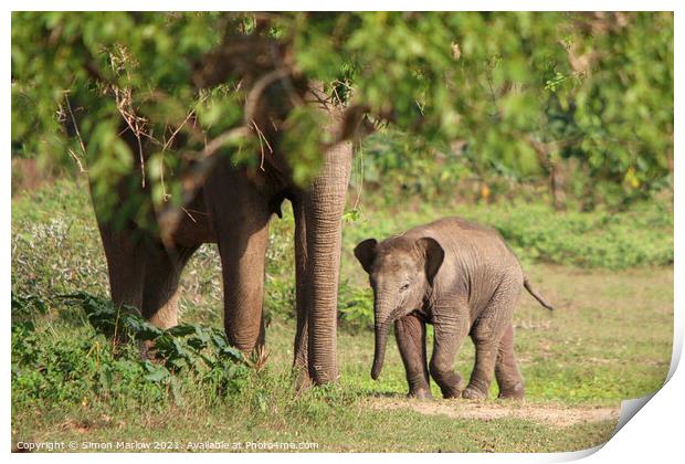 Sri Lanka Elephants Print by Simon Marlow