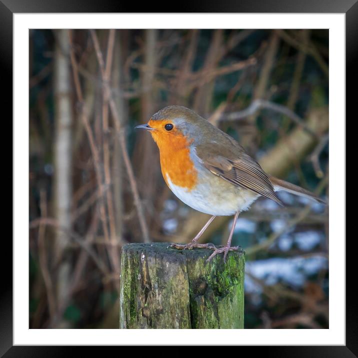 Robin in Winter  Framed Mounted Print by Tony Keogh