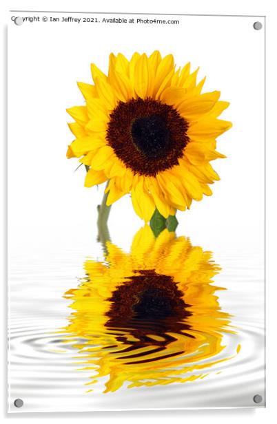 Sunflower Reflection Acrylic by Ian Jeffrey
