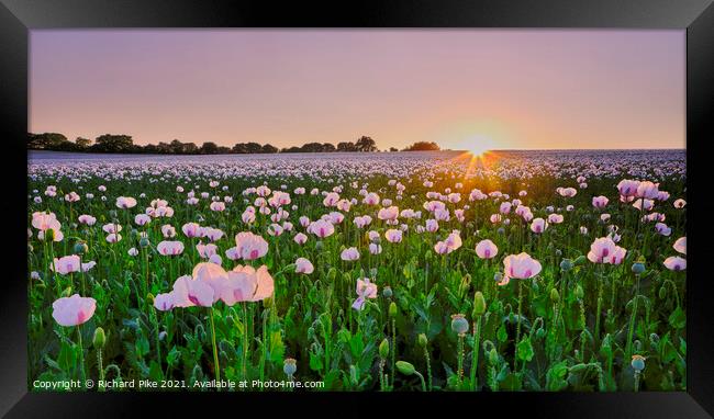 Sunset Over White Poppies Framed Print by Richard Pike
