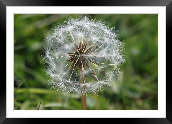 natures time machine Framed Mounted Print by terrylee davis