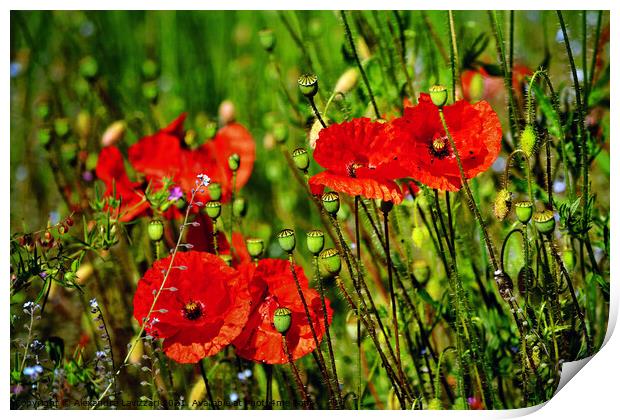 It's Poppy Season  Print by Alexandra Lavizzari