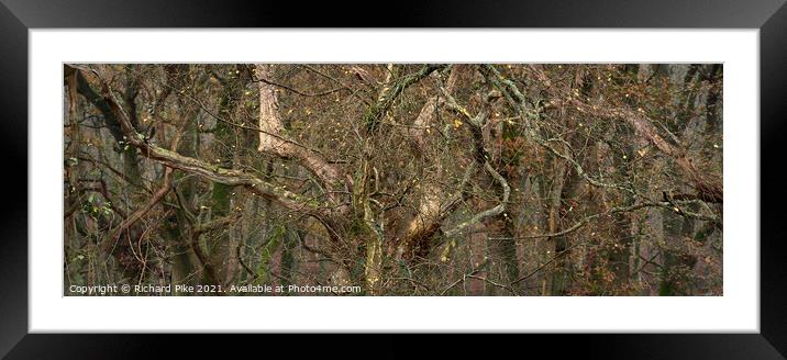Branching out Framed Mounted Print by Richard Pike