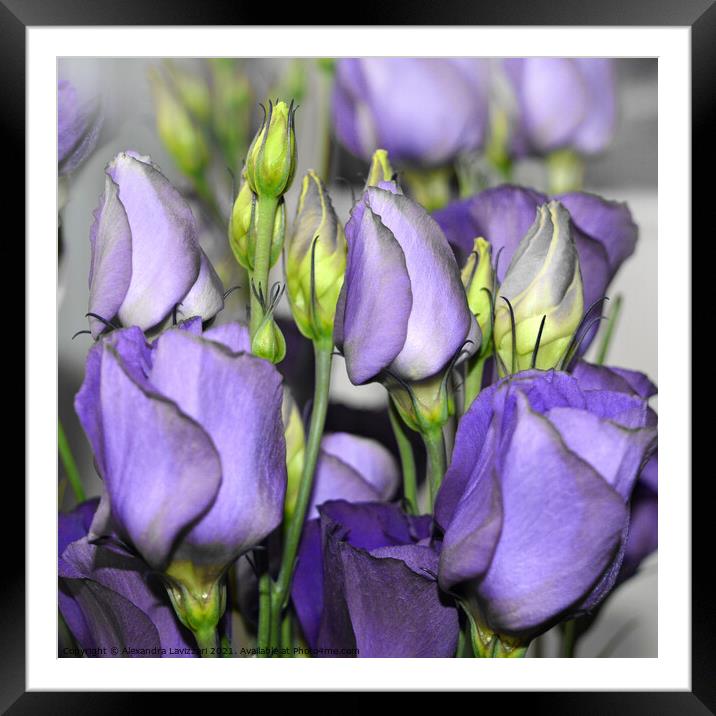 Purple Bouquet Framed Mounted Print by Alexandra Lavizzari
