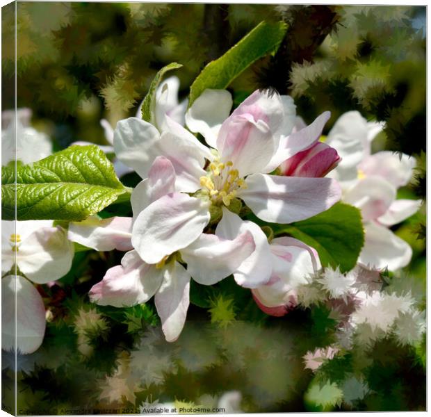 Apple Blossoms Canvas Print by Alexandra Lavizzari