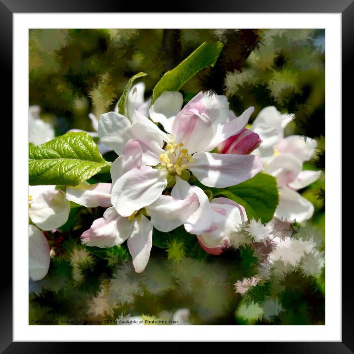 Apple Blossoms Framed Mounted Print by Alexandra Lavizzari