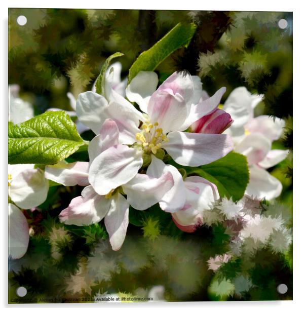 Apple Blossoms Acrylic by Alexandra Lavizzari